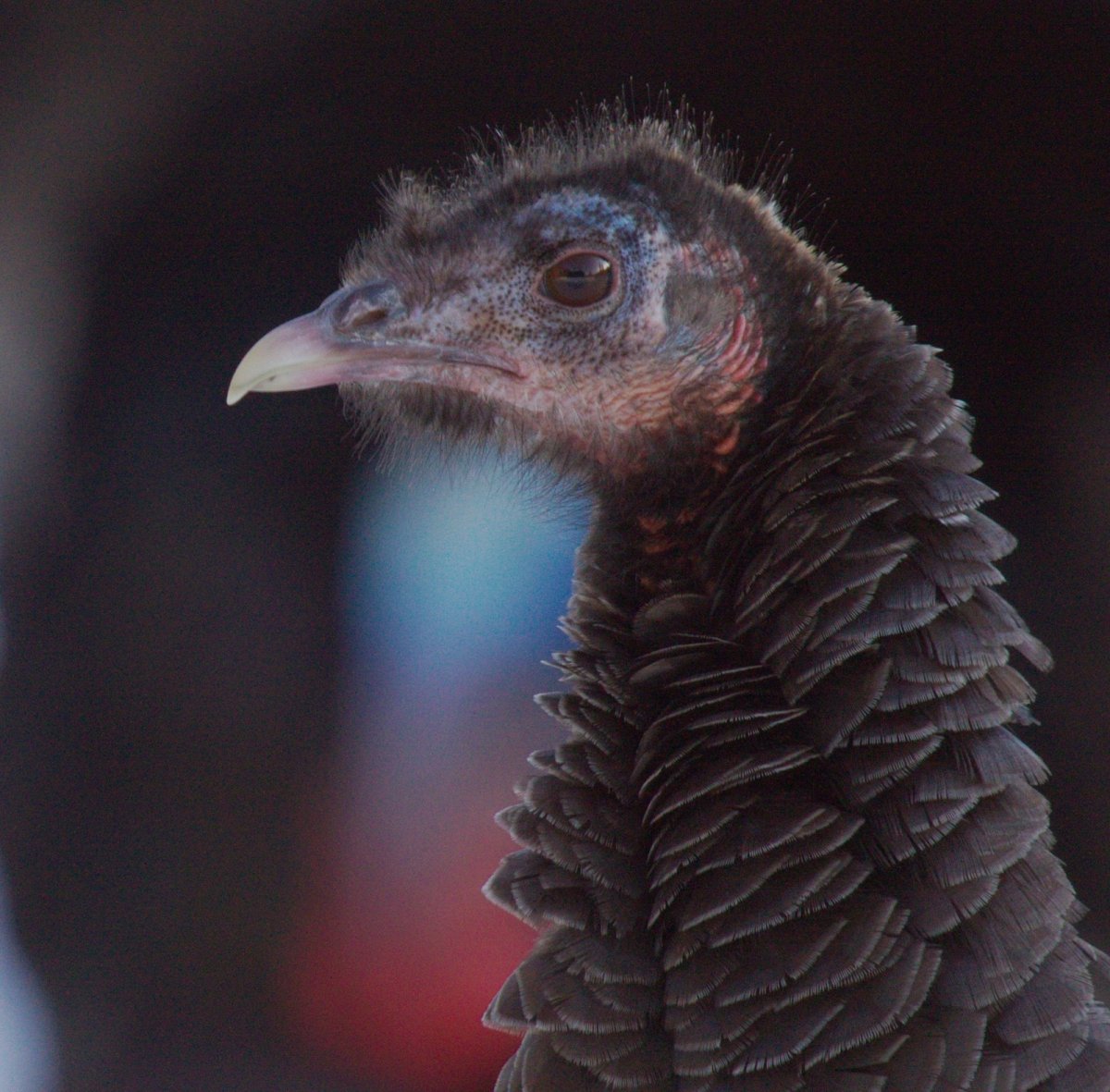 178 turkeys have been translocated from B.C. to rural Alberta by the Alberta Conservation Association so far this year. 