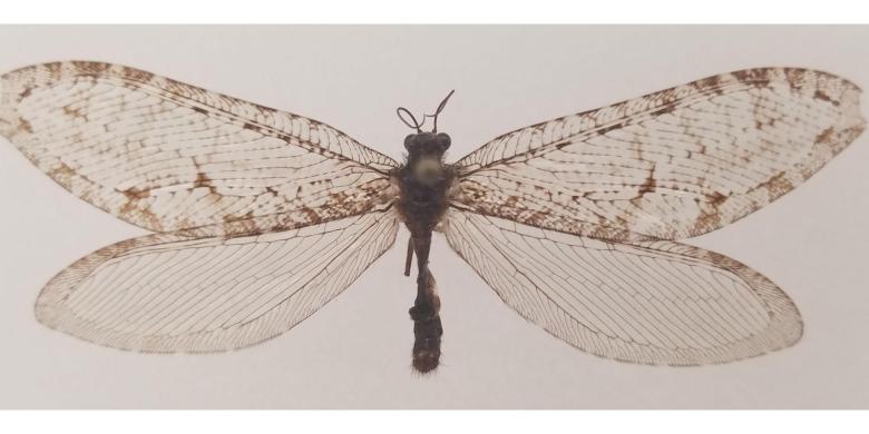 Huge Jurassic-era bug found outside Arkansas Walmart in 'super-rare' discovery