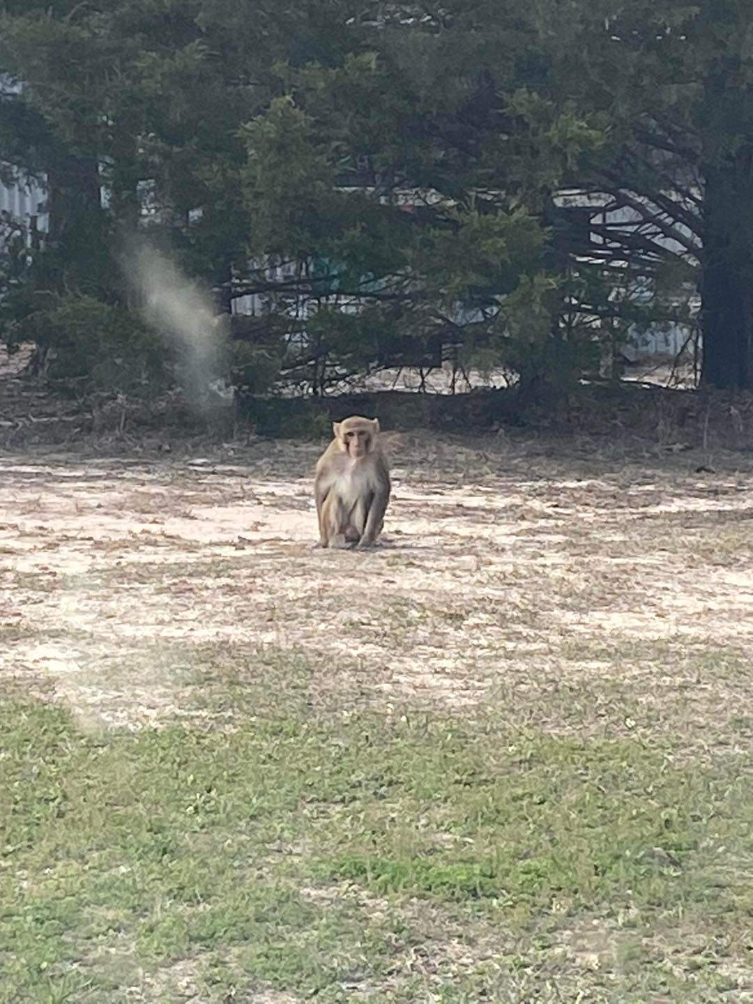 A photo of the monkey, which was killed after it turned violent and started attacking people.