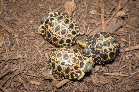 Jalapeño, Gherkin and Dill are the newest members of the Houston Zoo, born to Mr. and Mrs. Pickles, a pair of radiated tortoises. 