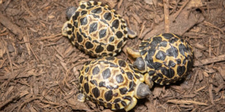A big dill: Mr. Pickles, a 90-year-old tortoise, becomes a first-time dad