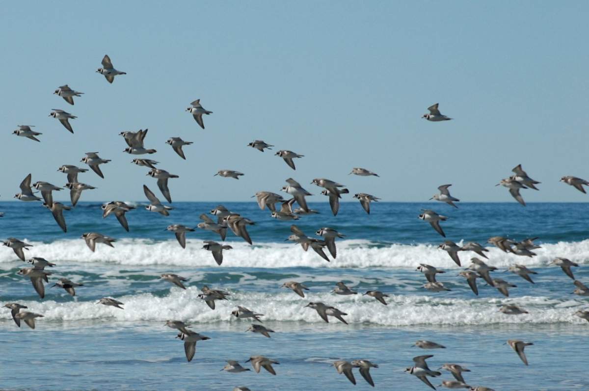 Parks Canada said last year's project to keep dogs off the beach helped the migratory shorebirds.