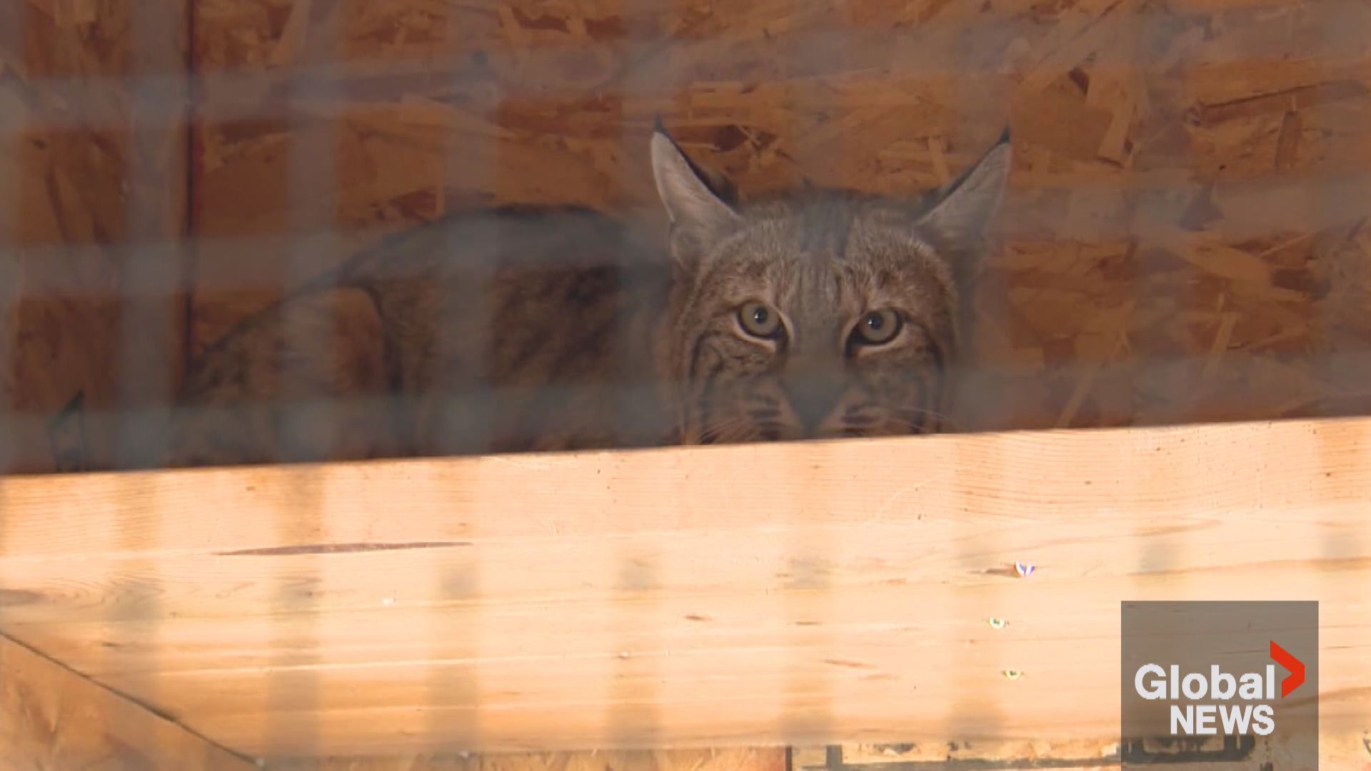 Rescued bobcats, who lost their mother, return to wild, Paws