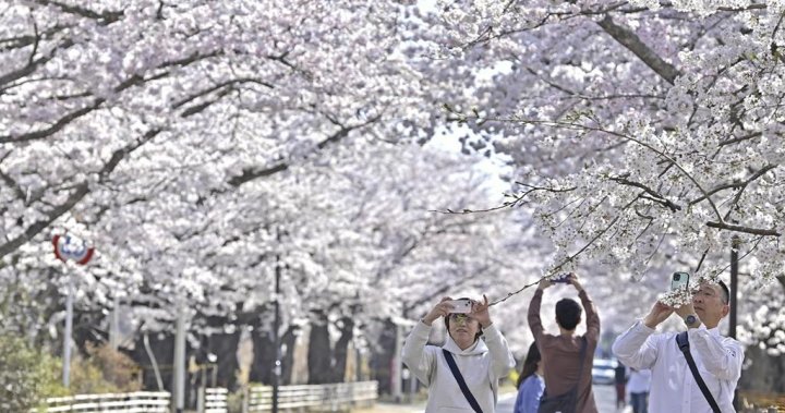 UBC competition asks citizen scientists to predict when cherry blossoms will bloom