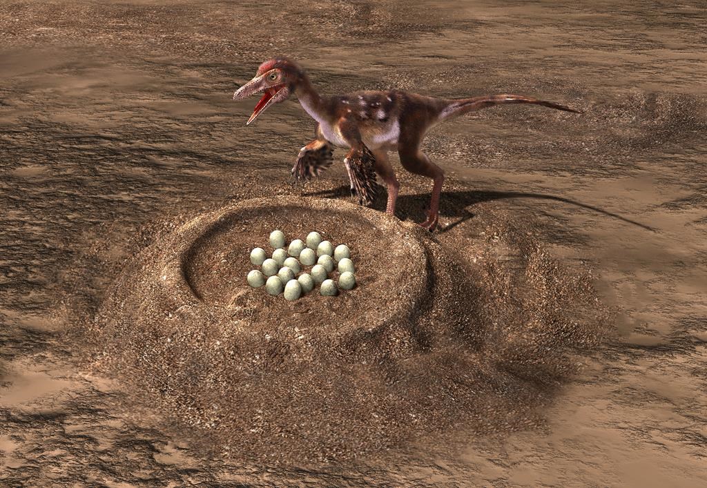 A Troodon stands near a nest in this illustration provided by Masato Hattori. The birds we see today are a form of meat-eating dinosaurs that learned to fly and survived mass extinction 66 million years ago, but little is known about their transition. THE CANADIAN PRESS/HO-Masato Hattori .