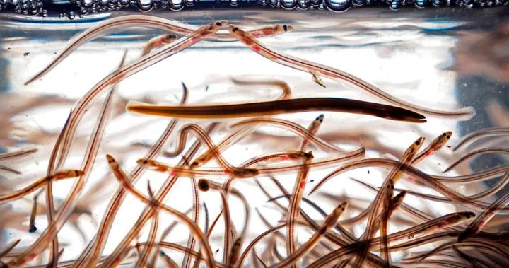 Elver fishing season halted, Maritime fishers say Ottawa not doing enough to protect industry