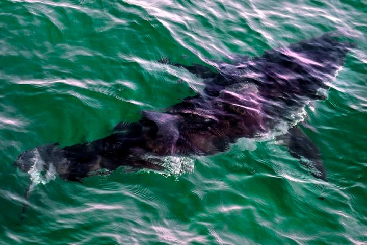 Possible shark sighting at Nova Scotia beach prompts lifeguard to alert swimmers