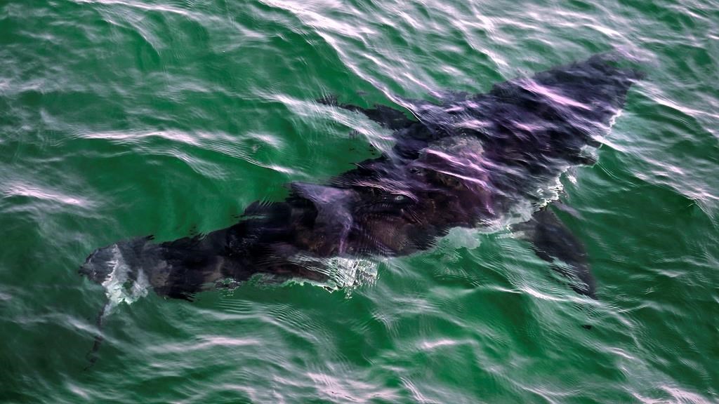 Possible shark sighting at Nova Scotia beach prompts lifeguard to alert swimmers