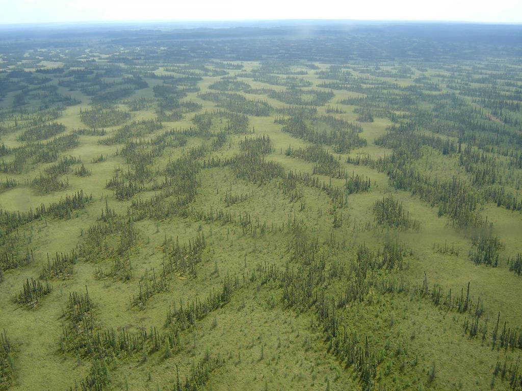 Alberta's energy regulator is reconsidering Fort Hills Energy's plans to mine oilsands from a unique carbon-storing wetland, as shown in this undated image provided by the Alberta Wilderness Association, after approving it last September. 