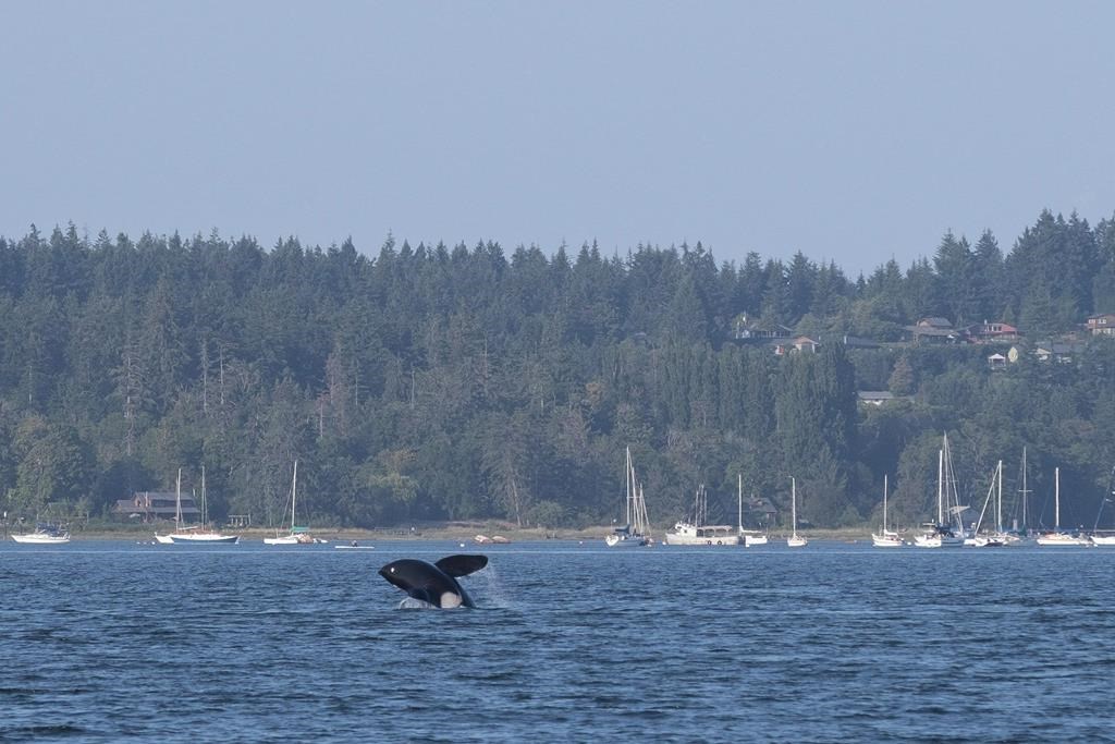 A lone killer whale breaks the water in a Comox, B.C., harbour on Tuesday July 31, 2018.