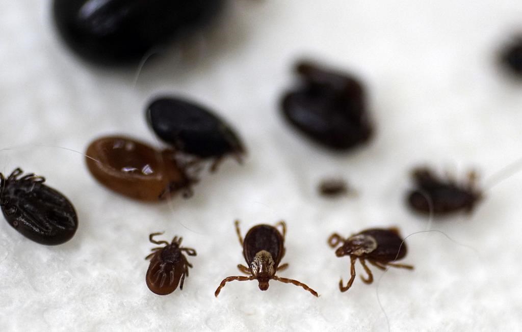 A photo of deer ticks collected in Pittsfield, Mass., May 15, 2017. Hamilton public health is set to deploying a dedicated bylaw officer to mitigate pest in August of 2023 .(Ben Garver/The Berkshire Eagle via AP, File).