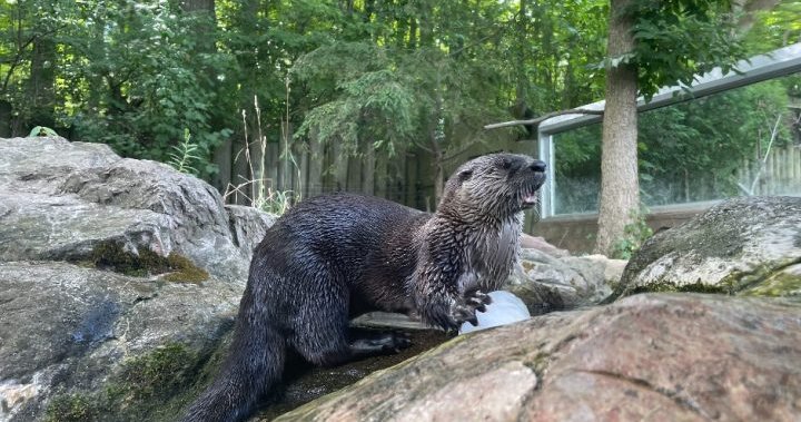 Otter found orphaned in northwestern Ontario mourned by staff at Toronto Zoo