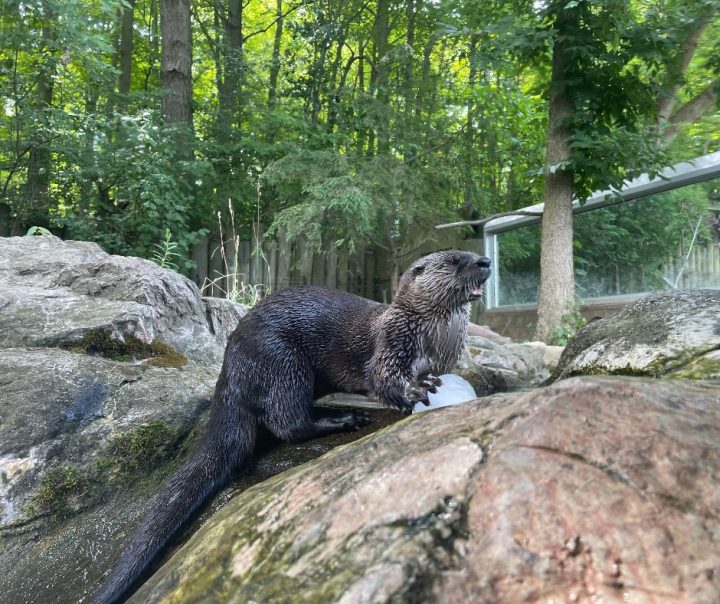 Talise was found orphaned in 2010. The Toronto Zoo said on April 15, 2023, that the otter had passed away.