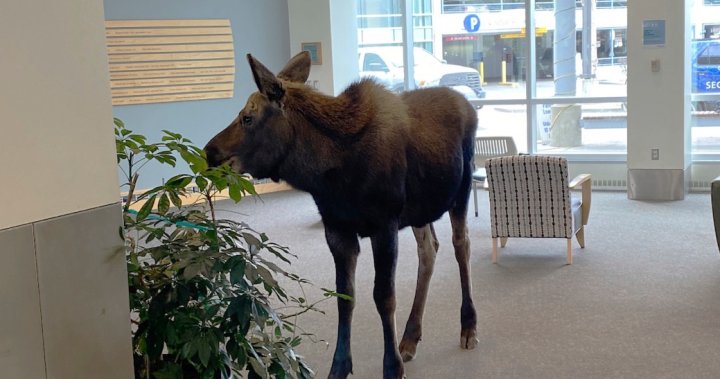 Moose ingresa al Centro Médico de Alaska y se alimenta de las plantas del salón.