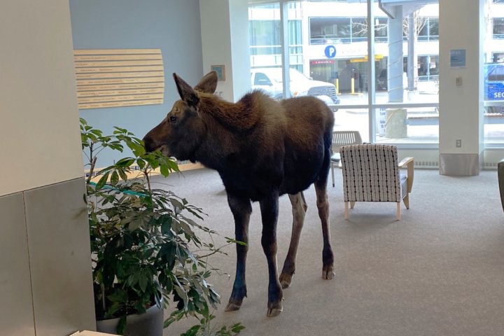 Moose walks into Alaska medical building, feasts on lobby plants