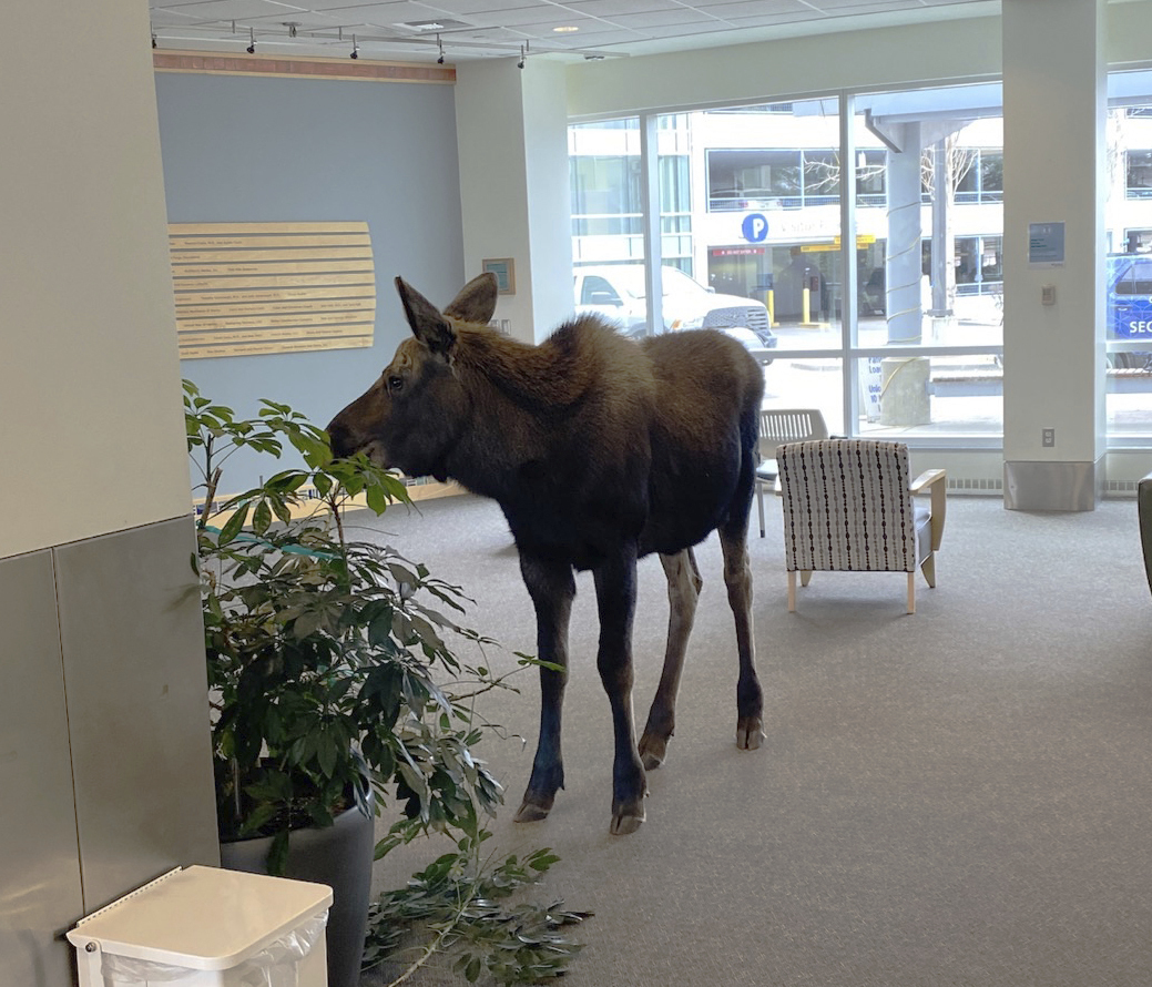 In this Thursday, April 6, 2023, image provided by Providence Alaska, a moose stands inside a Providence Alaska Health Park medical building in Anchorage, Alaska. The moose chomped on plants in the lobby until security was able to shoo it out, but not before people stopped by to take photos of the moose.