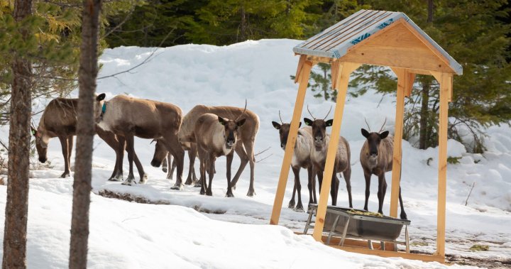 14 caribou from 2 endangered herds in B.C. Interior transported to maternity pen near Nakusp