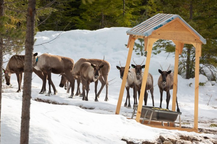 14 caribou from 2 endangered herds in B.C. Interior transported to maternity pen near Nakusp
