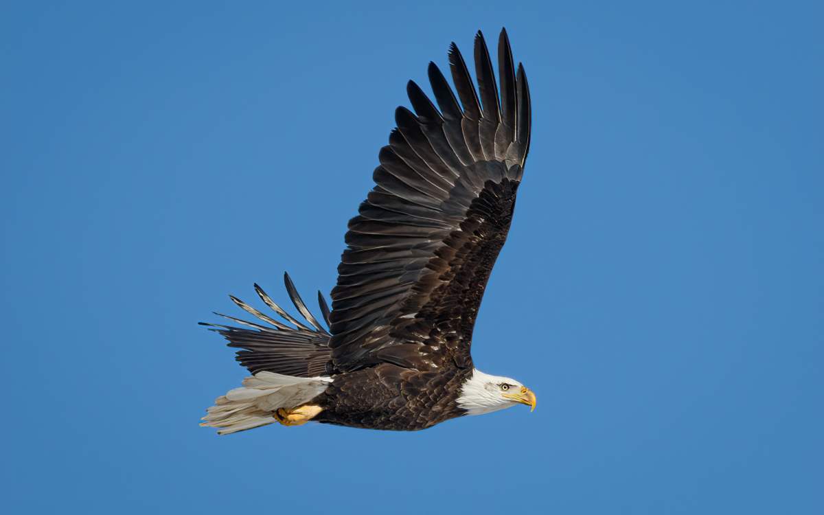 A Bald Eagle flying in a blue, cloudless sky.