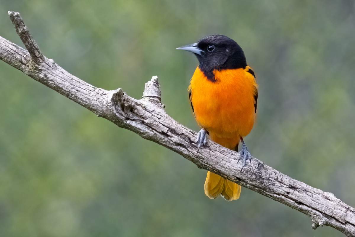 A Baltimore Oriole on a branch.