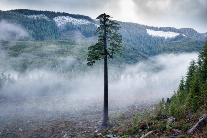 Draft policy could be a game-changer for B.C. old-growth protection, conservationist says