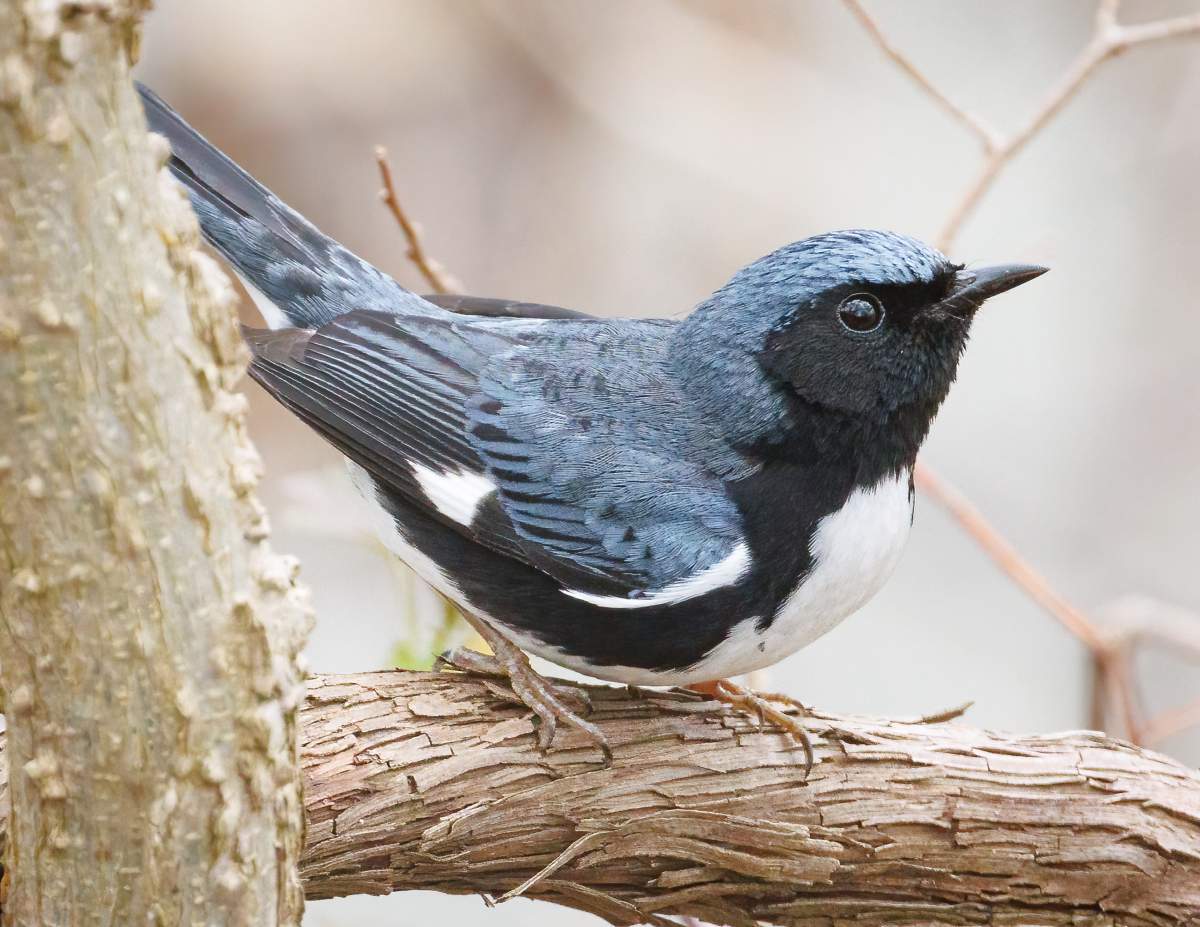 A Black-throated Blue Warbler on a branch.