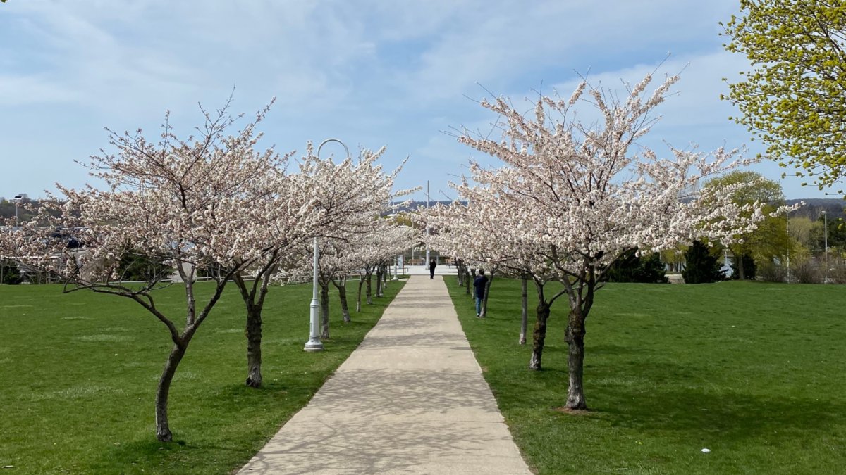 Light pink sakura trees showing cherry blossom flowers at Bayfront park in Hamilton, Ont. April 20, 2023.