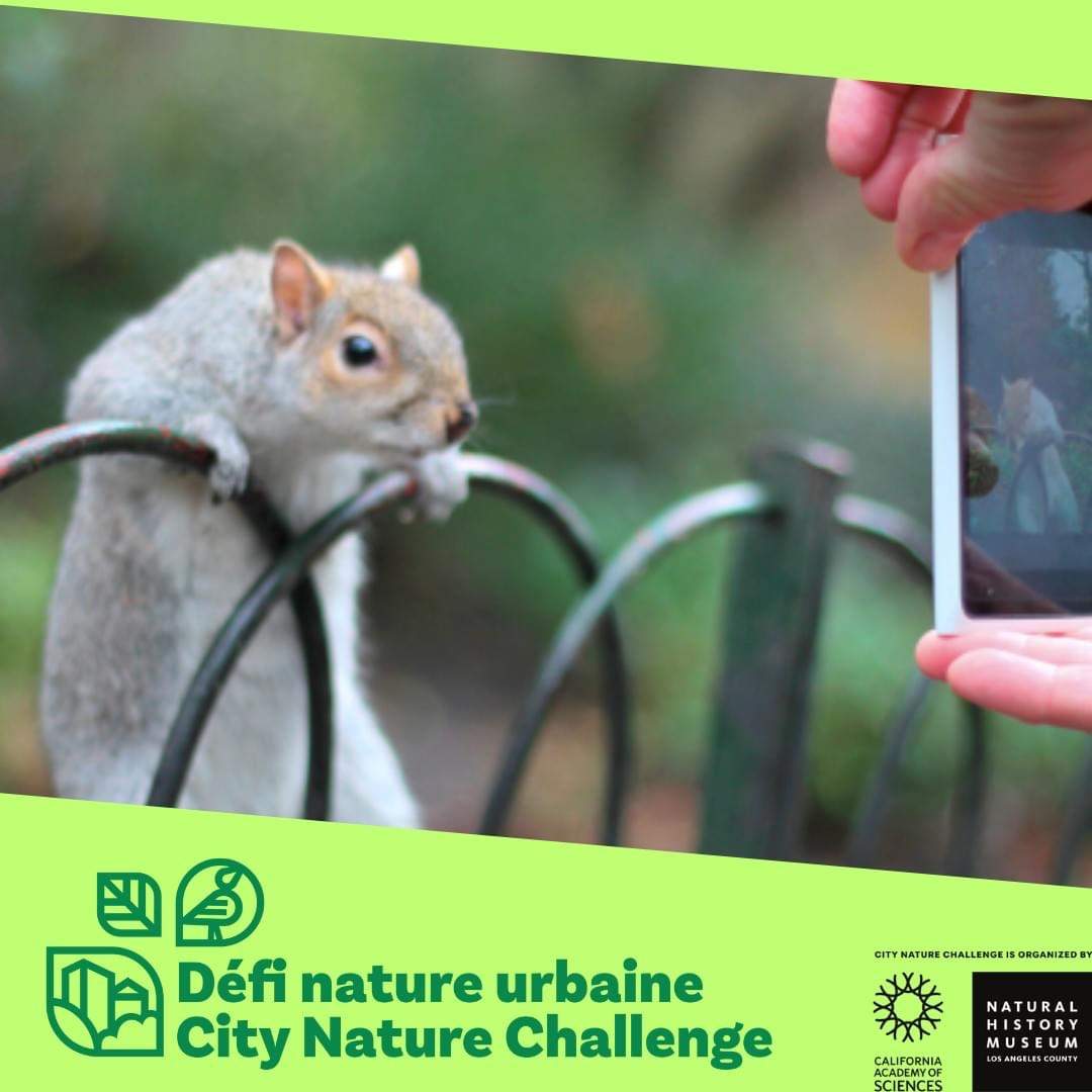 City Nature Challenge 2023 - image