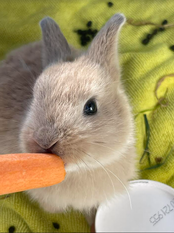 Two bunnies found on an Aragon Properties' Esquimalt, B.C. construction site have now been rescued, the company told Global News on April 10, 2023.