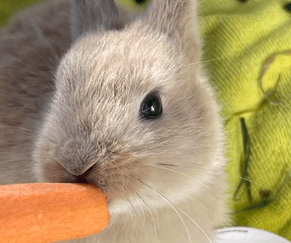 Community hops into action after bunnies found living on Esquimalt, B.C. construction site - Vimarsana News
