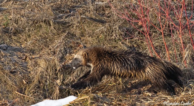 Rare wolverine sighting caught on camera by Calgary photographer