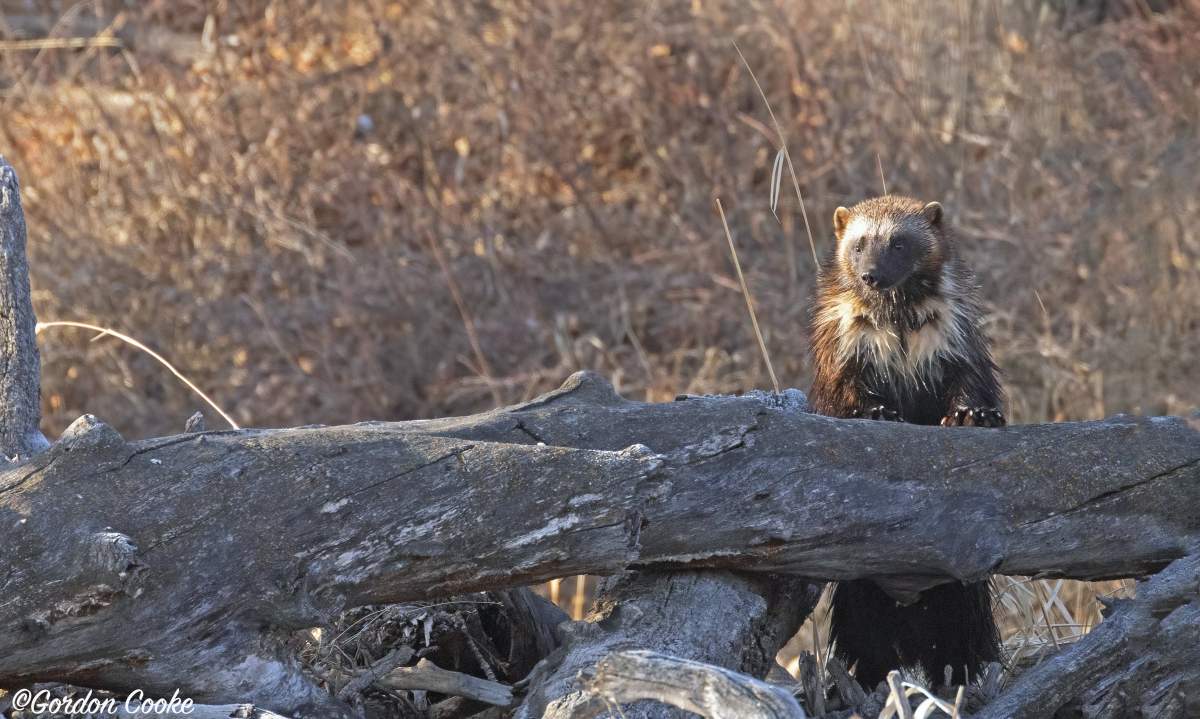 A wolverine photographed just outside of Calgary on April 15, 2023.