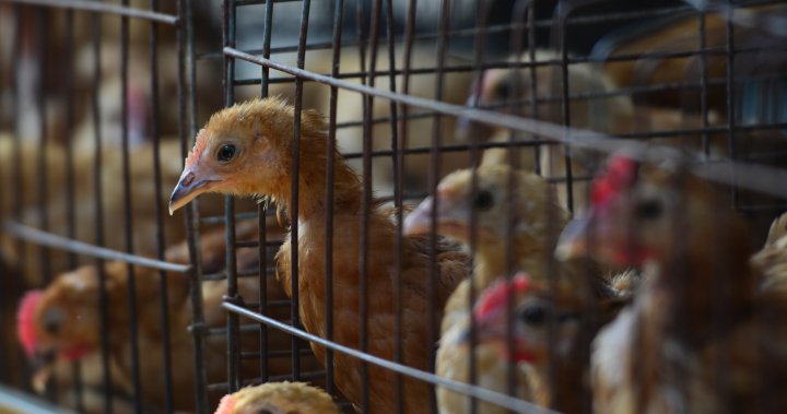 1st human death from H3N8 bird flu reported in China  – National | Globalnews.ca
