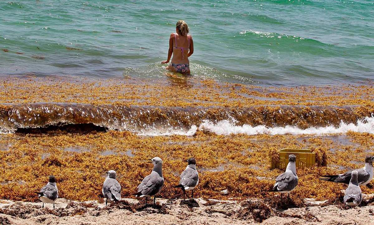 A woman swims amid swaths of sargassum.