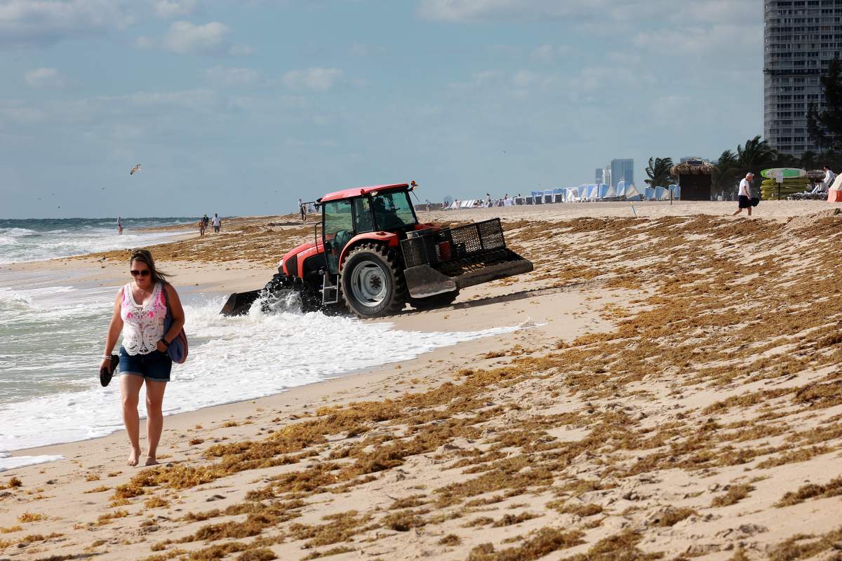 A tractor picks up sargassum on a beach.