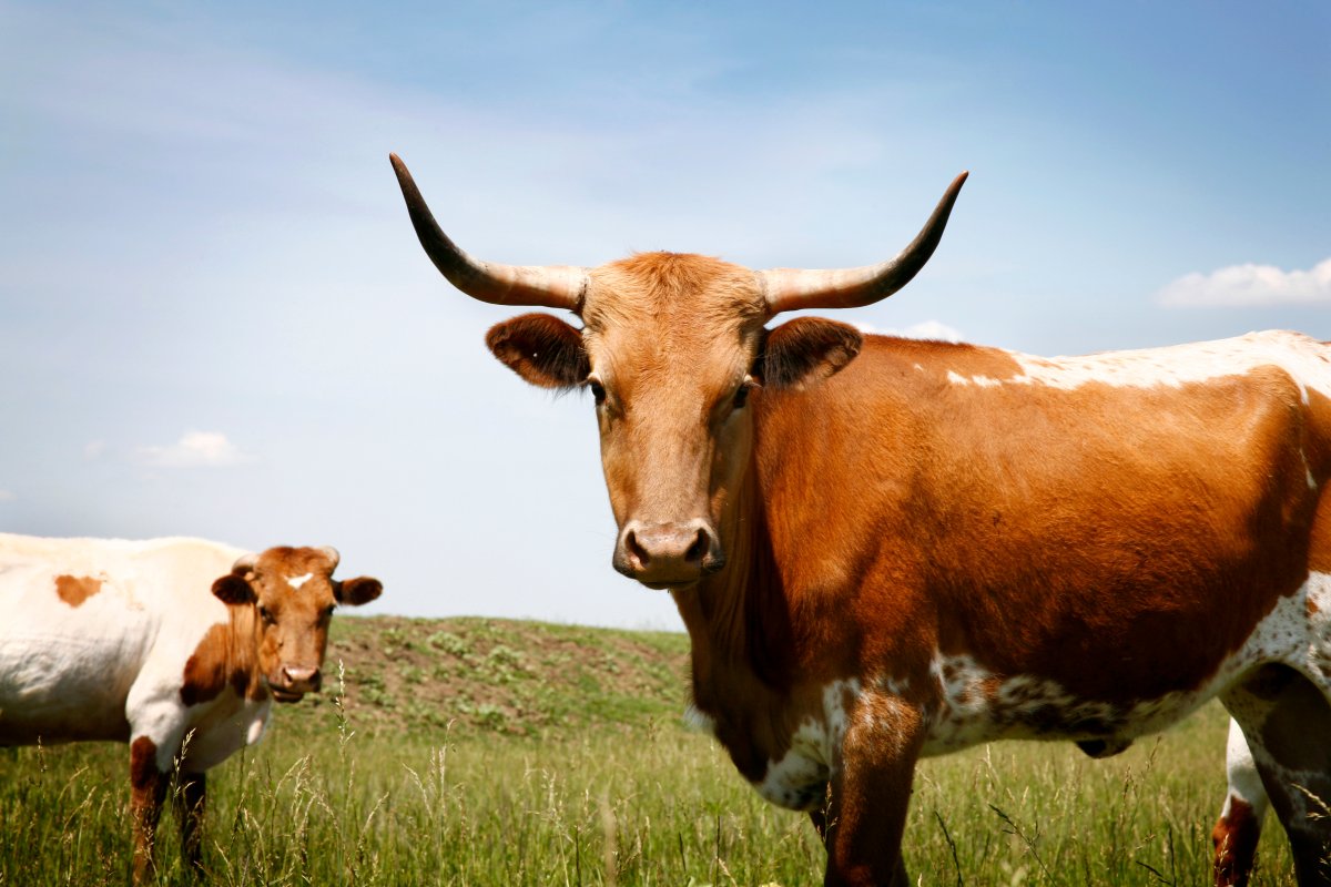 A longhorn cow in a field.