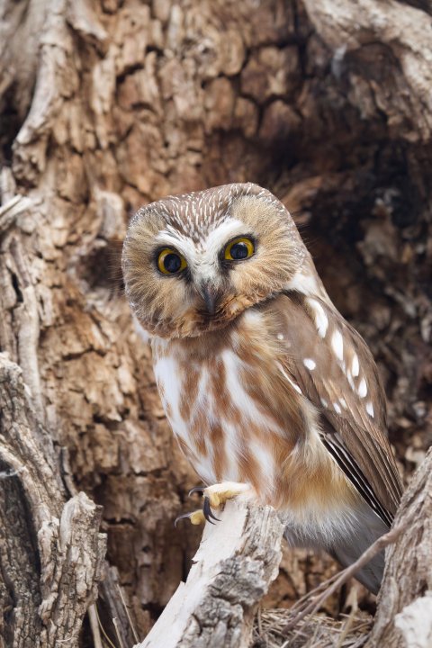 Getting behind the lens of Lethbridge wildlife photographer ...