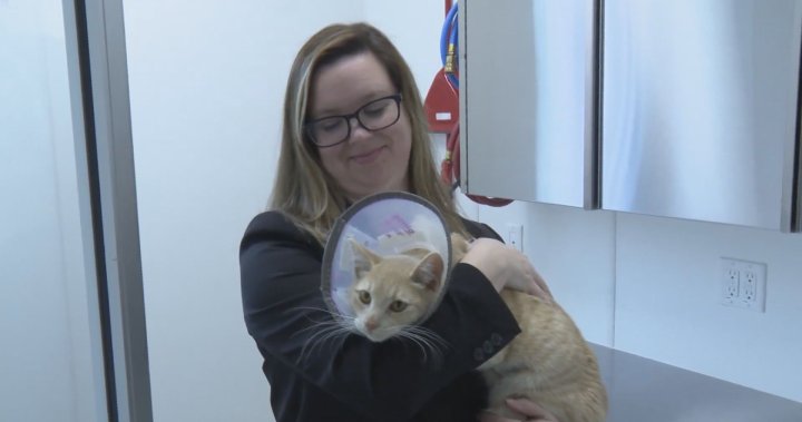 Local animal shelters nearly full, inflation blamed for people surrendering their pets