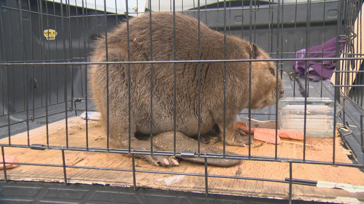 The Interior Wildlife Rehabilitation Society captured the beaver, which has a large abscess on its tail.