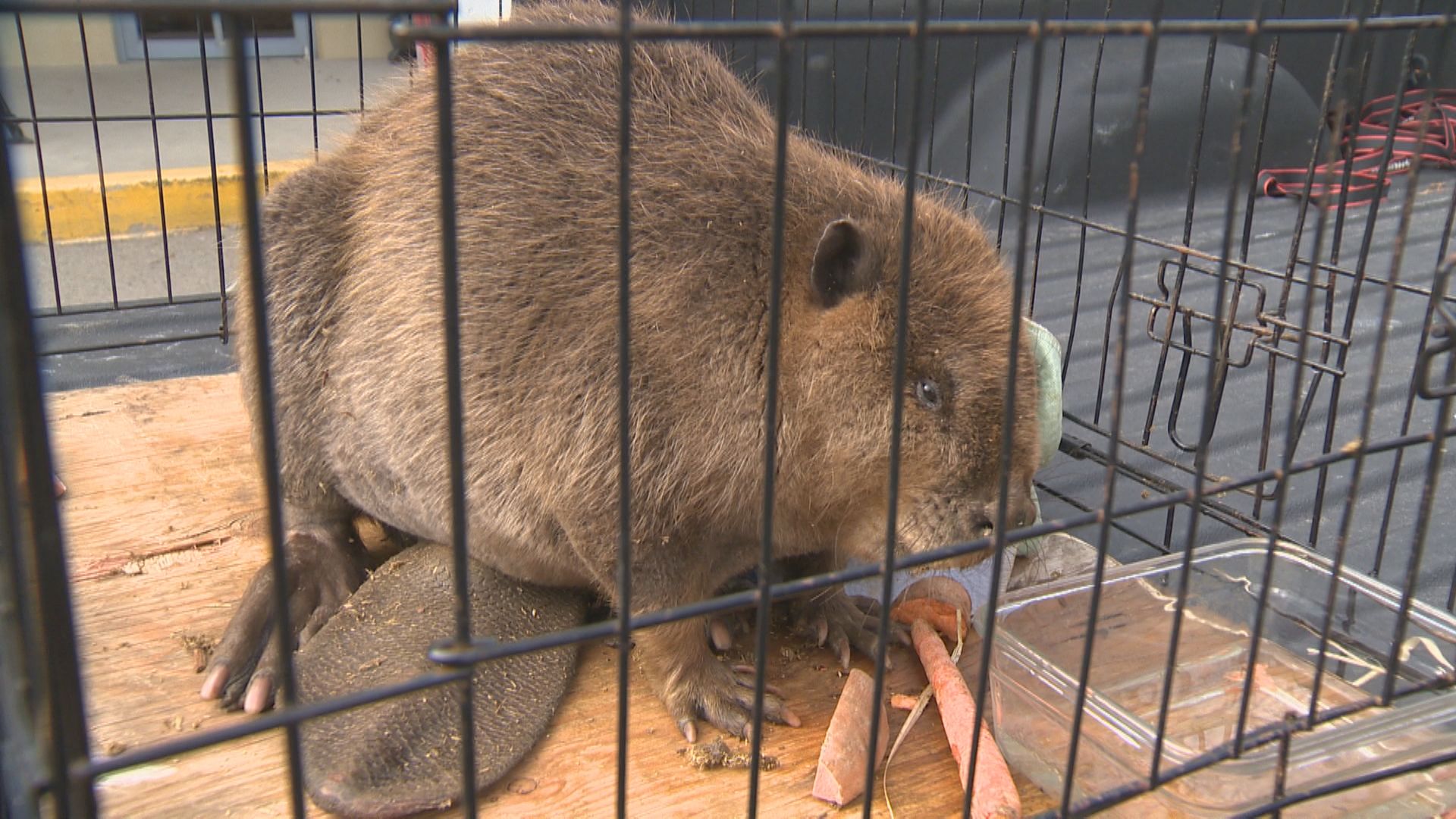 Lethargic Beaver With Large Abscess Rescued In Kelowna B C Okanagan   Kelowna Beaver Rescued 2 