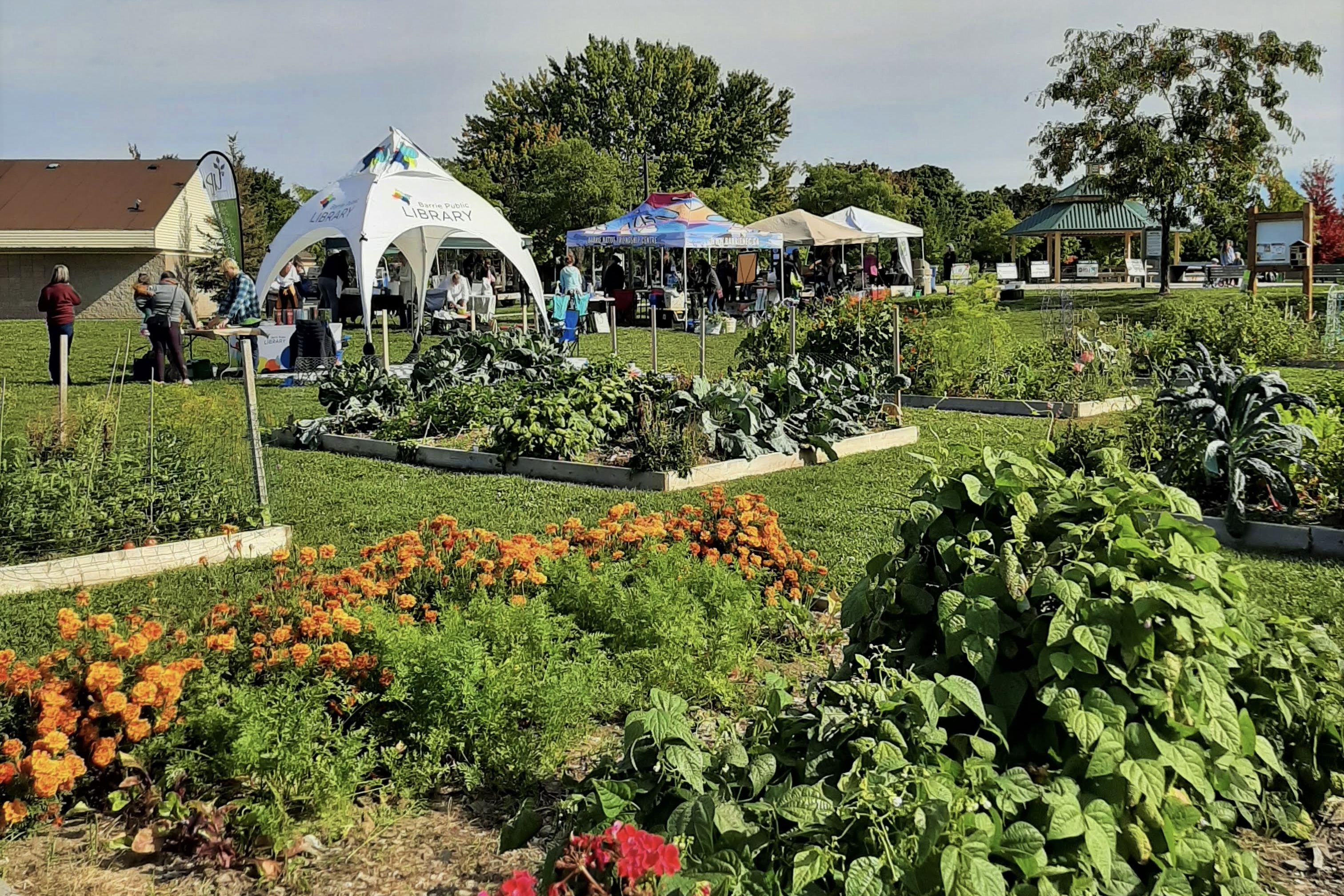 Growing your own food. Experts in Ontario weigh in on if it saves you money  | 24CA News