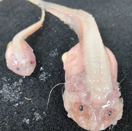 Two snailfish on a black table.