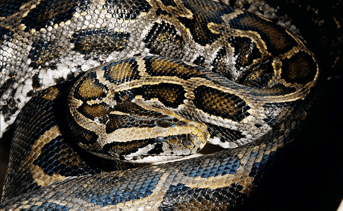 Edmonton zoo employee taken to hospital after bite from Burmese python - Vimarsana News