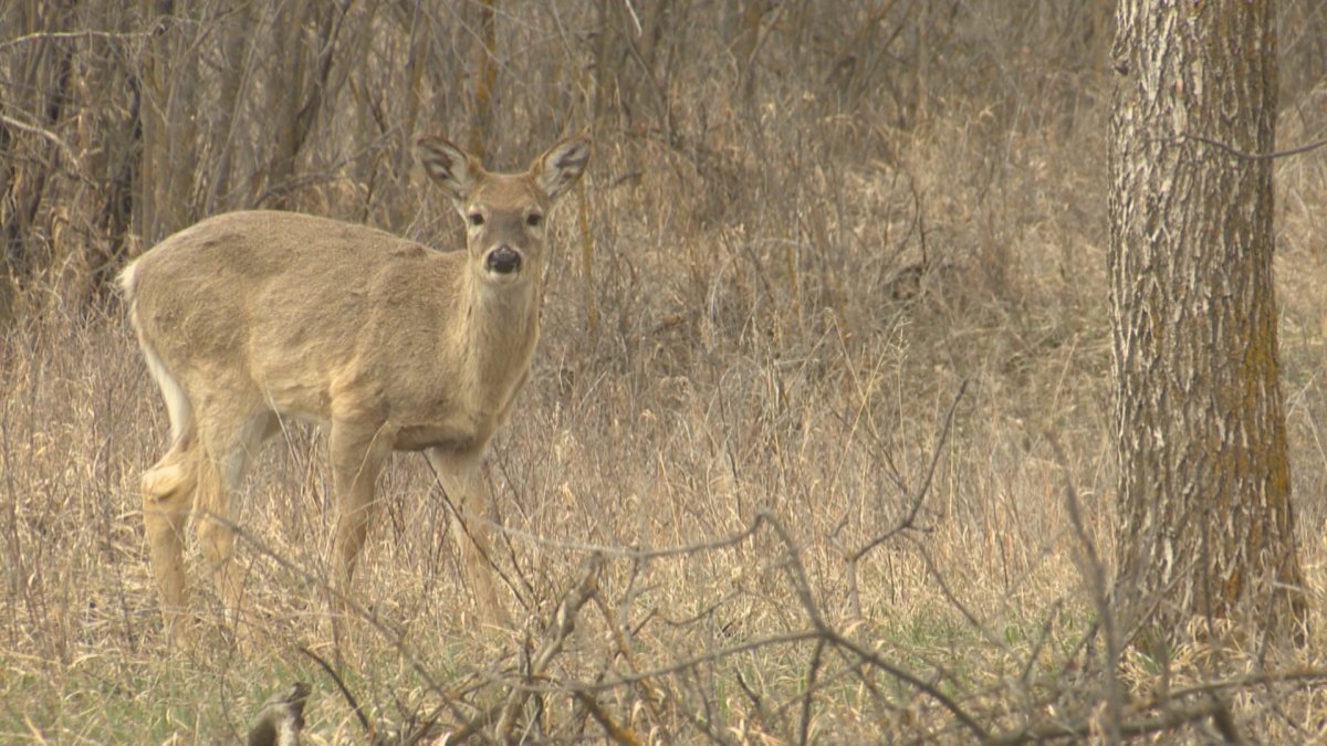 Saskatchewan is looking for wildlife samples from hunters for testing for chronic wasting disease and bovine tuberculosis.