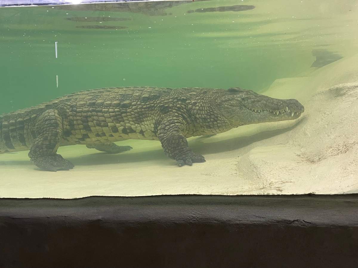 Bylaw complaints filed by animal welfare group about London, Ont. reptile zoo - image