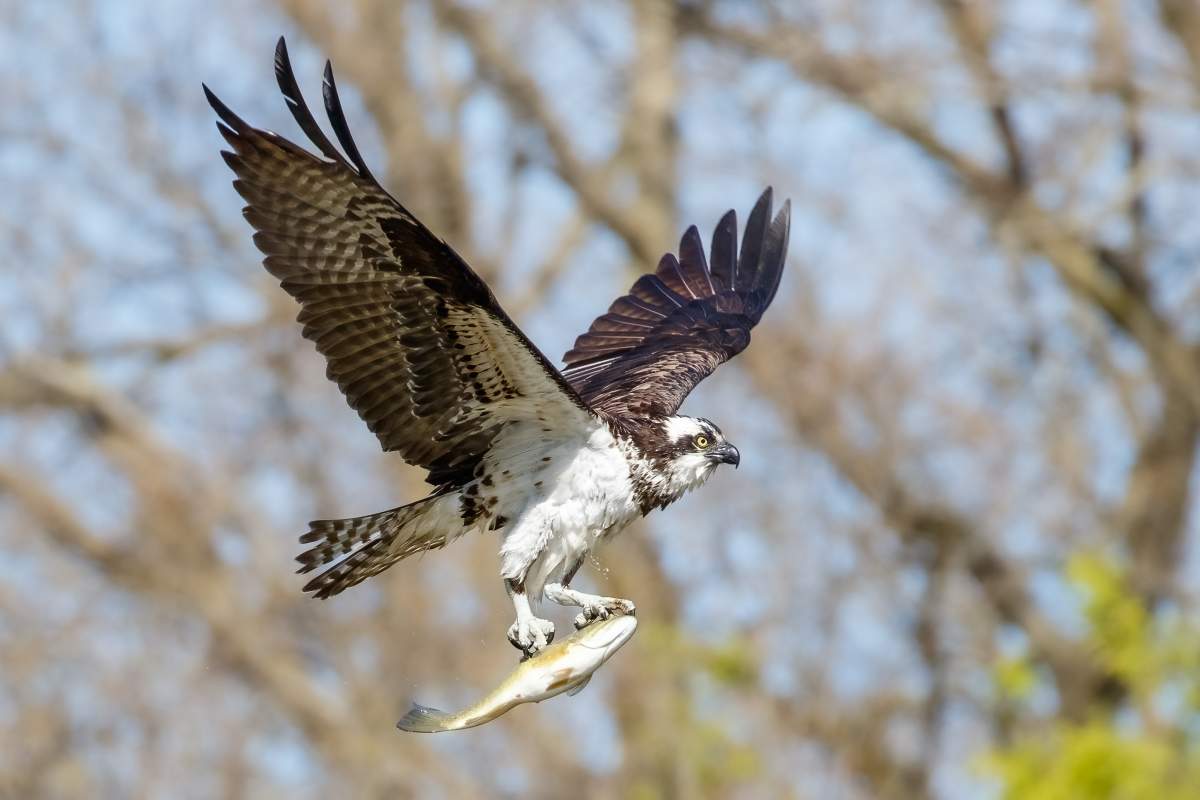 Osprey with fish in talons.
