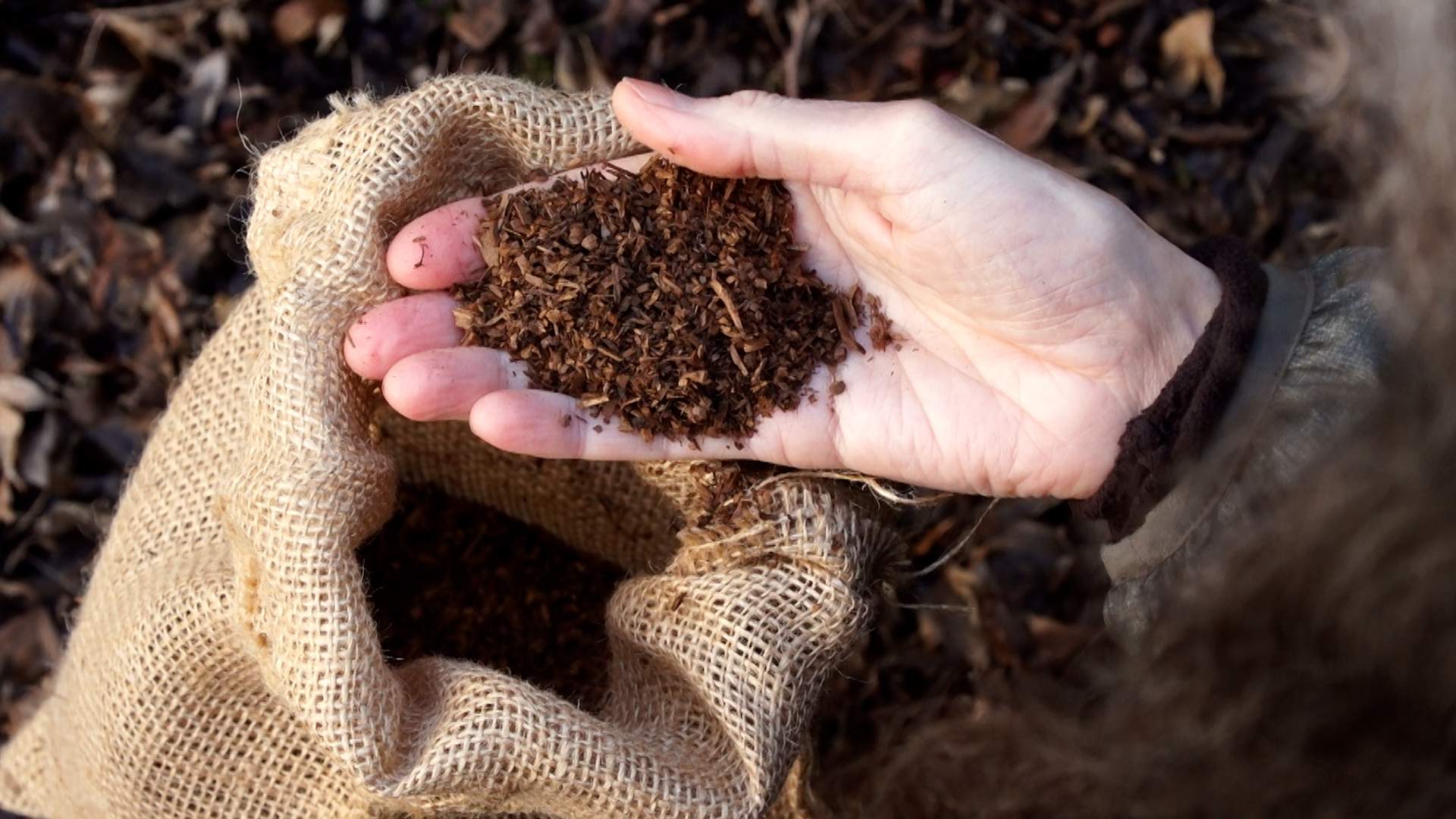 Human compost is delivered and ready for planting in a burlap bag.