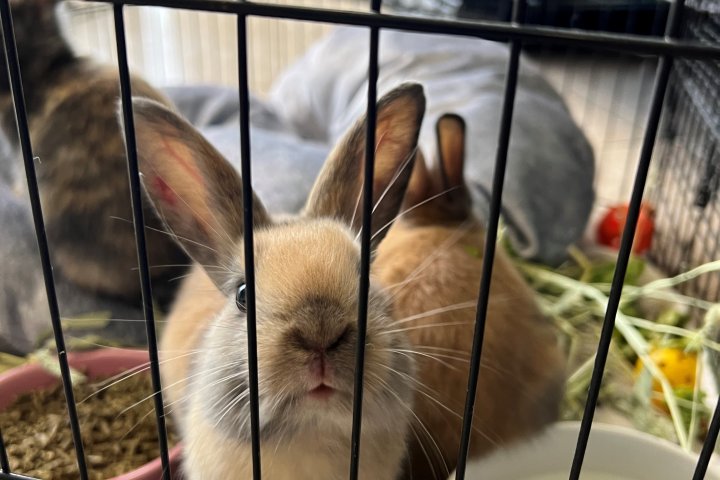 15 rabbits, mostly babies, found abandoned in N.S. driveway: SPCA