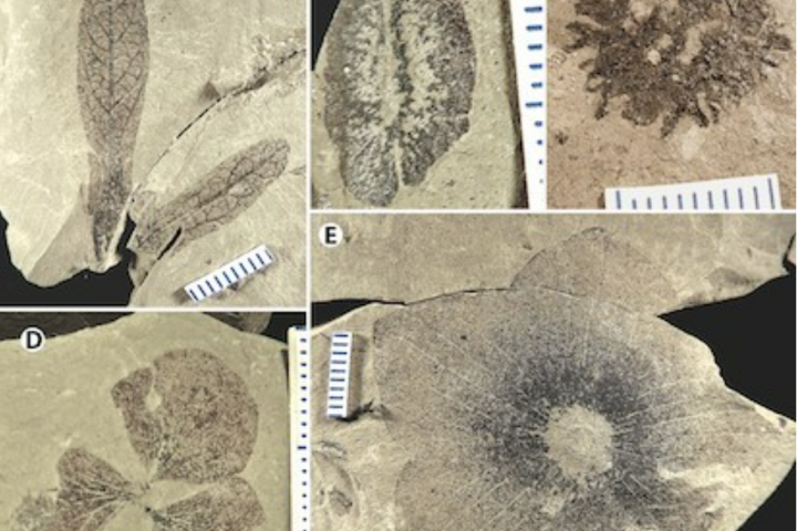 B.C. paleobotanist rediscovers Burnaby plant fossils stored at SFU, writes paper - Vimarsana News