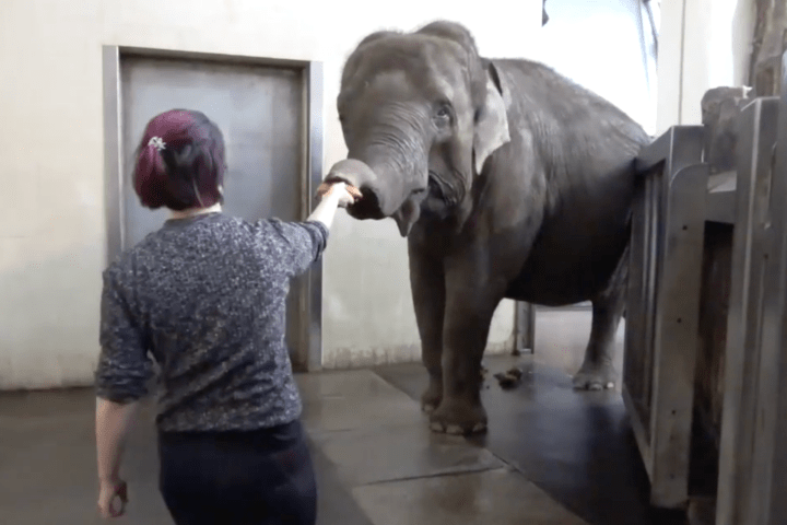 Elephant learns how to peel bananas, wowing researchers — but she's a picky eater - Vimarsana News